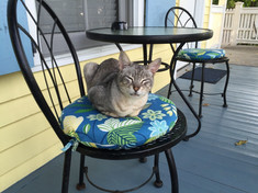 Resident Kitty